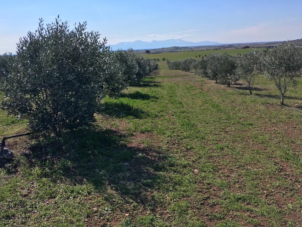 Kristinas Olive Oil